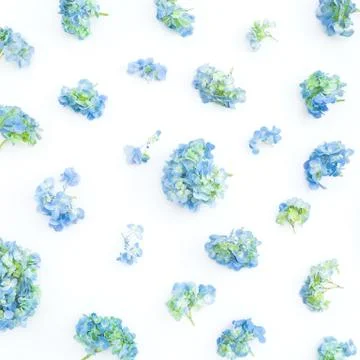 Floral pattern of blue hydrangea flowers on white background. Flat lay, top v Foto stock