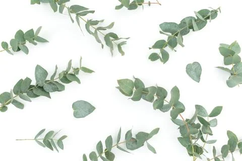 Floral pattern with eucalyptus branches and leaves on white background. Flat  Foto stock