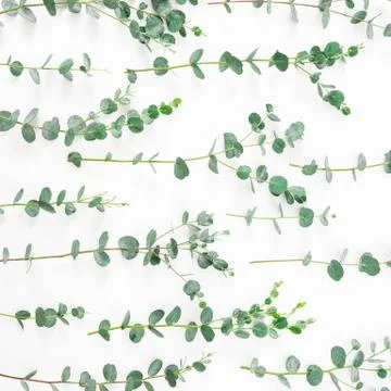 Floral pattern with eucalyptus branches on white background. Flat lay, top vi Foto stock