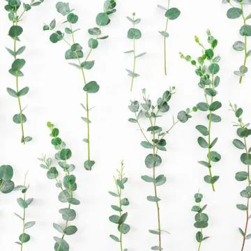Floral pattern with eucalyptus branches on white background. Flat lay Foto stock