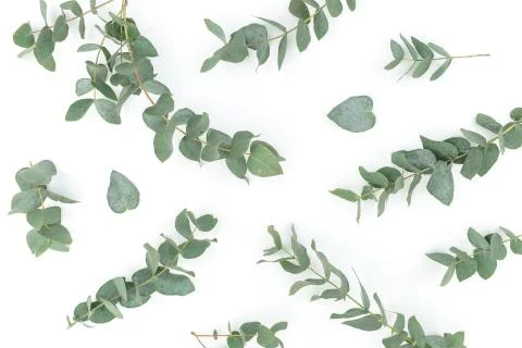 Floral pattern with eucalyptus branches on white background. Flat lay Foto stock