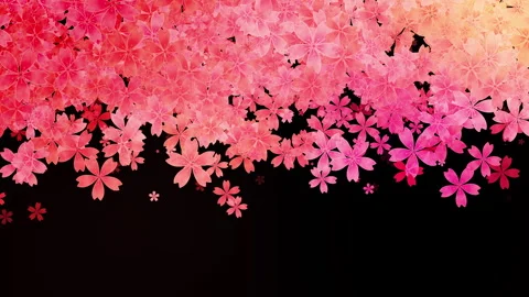 Floral pattern of falling and rotating pink flowers on a black background. Loop Stock Footage 277198711