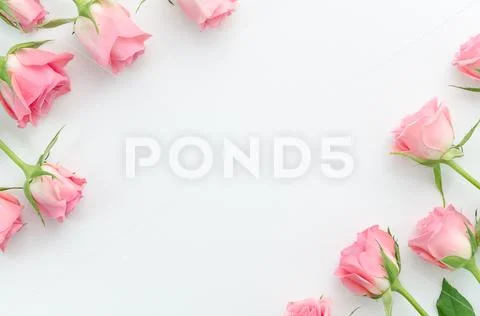Floral pattern, frame made of beautiful pink roses on white background. Flat lay Stock Photos