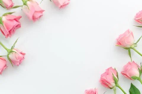 Floral pattern, frame made of beautiful pink roses on white background. Flat lay Stock Photos
