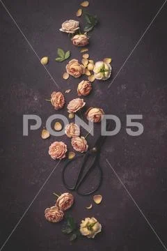 Floral pattern with fresh garden roses and scissors on dark purple background Stock Photos