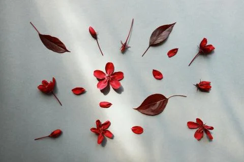 Floral pattern on grey background from red blossom, petals and leaves Stock Photos