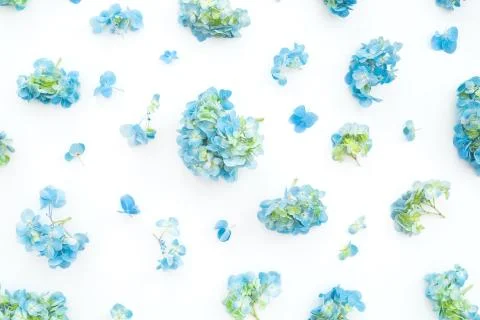 Floral pattern of hydrangea flowers on white background. Summer blue flowers. Foto stock