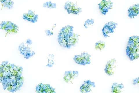 Floral pattern of hydrangea flowers on white background. Summer flowers. Flat Stock Photos