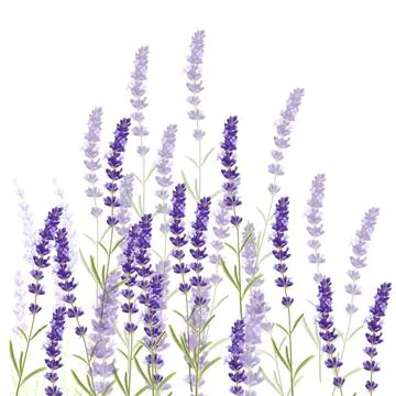 Floral pattern lavander flowers Stock Illustration
