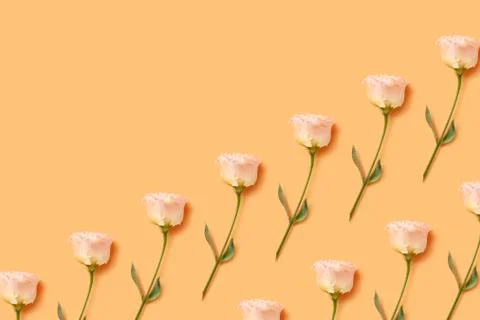 Floral pattern of a light orange eustoma. Stock Photos
