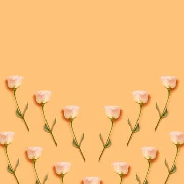Floral pattern of a light orange eustoma. Stock Photos