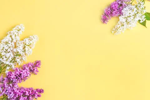 Floral pattern lilac branches and petals on yellow background. Frame. Stock Photos
