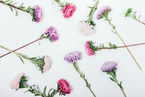 Floral pattern made of aster on white background Stock Photos