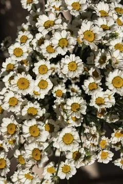 Floral pattern made of chamomile daisy flower buds. Valentine's background Stock Photos