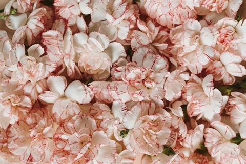 Floral pattern made of pink carnation flower buds. Aesthetic close up floral  Stock Photos