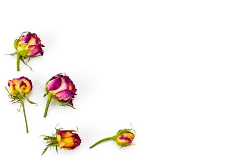 Floral pattern made of red and yellow roses, green leaves, branches on white  Stock Photos