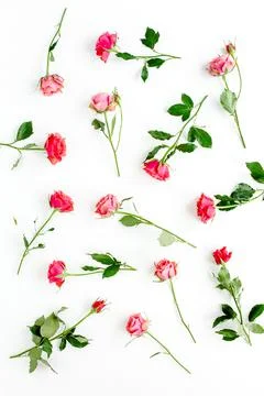 Floral pattern made of red roses and eucalyptus branches on white background Foto stock