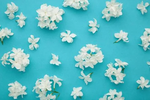 Floral pattern made of white flowers on blue background. Flat lay, top view.  Stock Photos