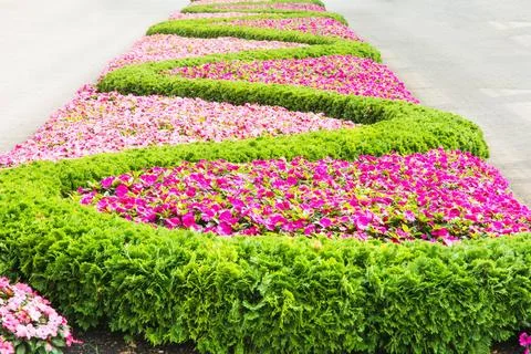 Floral pattern in a park Flowerbed with a pattern forming a sinuous line. ... 写真素材