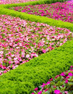 Floral pattern in a park Stock Photos