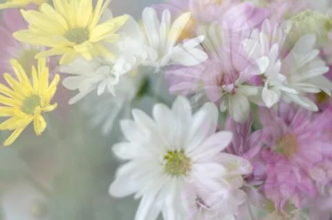 Floral pattern Stock Photos