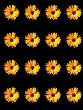 Floral pattern Stock Photos