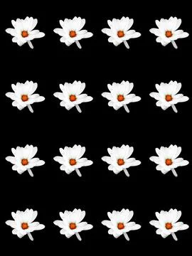 Floral pattern Stock Photos