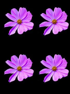 Floral pattern Stock Photos