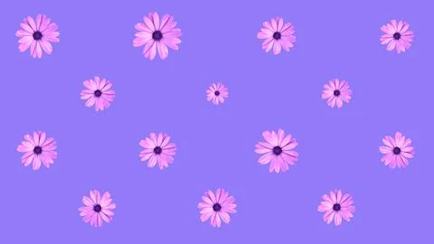 Floral pattern of pink African daisy flowers on purple background. Top view.. Illustrazione stock