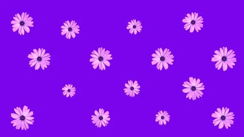 Floral pattern of pink African daisy flowers on purple background. Top view.. Illustrazione stock