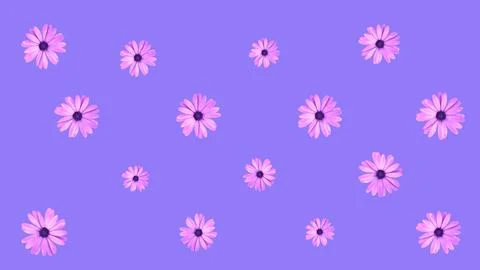 Floral pattern of pink African daisy flowers on purple background. Top view.. Stock Illustration