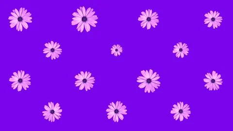 Floral pattern of pink African daisy flowers on purple background. Top view.. Illustrazione stock
