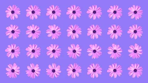 Floral pattern of pink African daisy flowers on purple background. Top view.. Stock Illustration