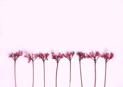 Floral pattern on pink background. Stock Photos