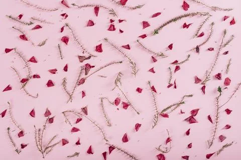 Floral pattern on pink background. Fotos Stock