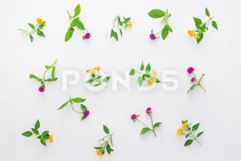 Floral pattern with pink clover and yellow wildflowers on white background. Flat Stock Photos