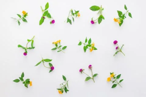 Floral pattern with pink clover and yellow wildflowers on white background. Flat Stock Photos