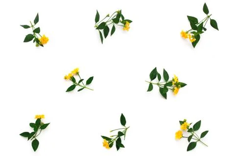 Floral pattern with pink clover and yellow wildflowers on white background. Flat Foto stock