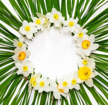 Floral pattern, round frame of daffodil flowers on a background of green l... Stock Photos