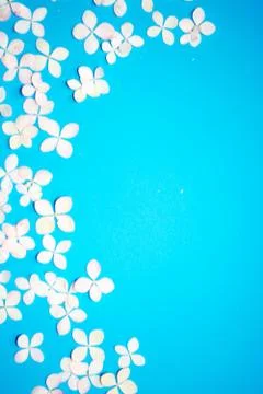 Floral pattern with small petals hydrangea and petals on blue trendy pastel b Foto stock
