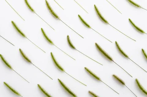 Floral pattern with spikelets of weed on white background. Top view. Flat lay Fotos Stock