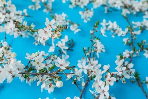 Floral pattern of spring blooming white flowers on blue background. Flat lay. Stock Photos