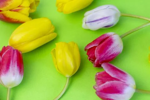 Floral pattern with various bright tulips on a green spring background. Foto stock