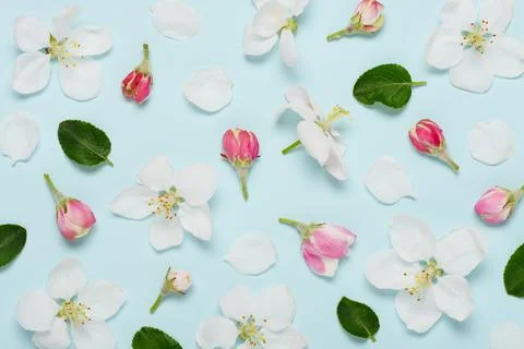 Floral pattern from white apple tree flowers buds leaves and petals on blue Stock Photos