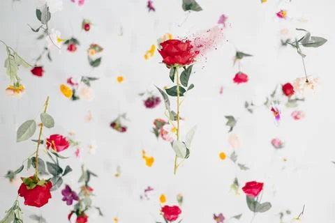 Floral pattern on white background red rose dispersion exploding effect Stock Photos