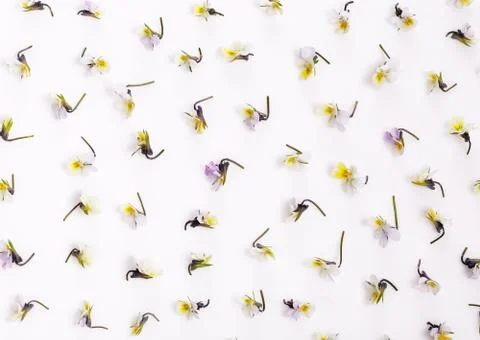 Floral pattern on a white background, small white yellow flowers Stock Photos