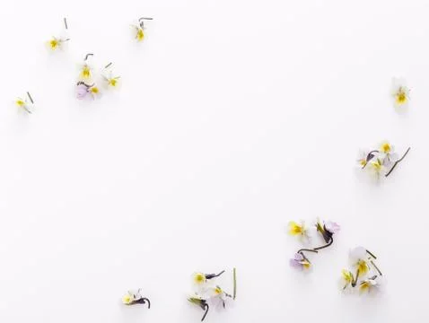 Floral pattern on a white background, small white yellow flowers Stock Photos