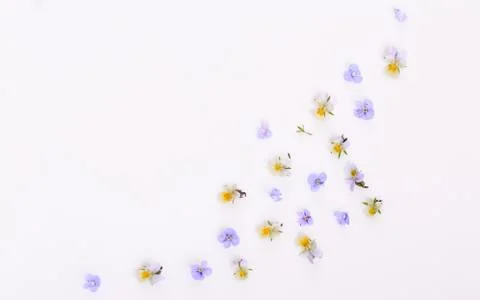 Floral pattern on a white background, small white yellow flowers Stock Photos