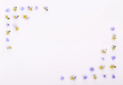Floral pattern on a white background, small white yellow flowers 스톡 사진