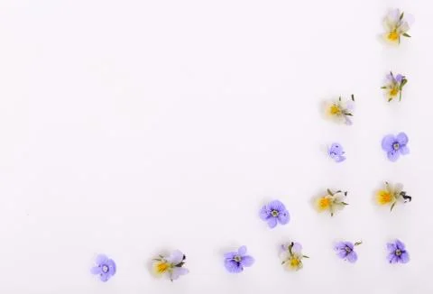 Floral pattern on a white background, small white yellow flowers Stock Photos